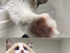 -lincat·猫舍(广州店)