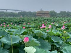 -荷塘月色湿地公园·向阳花洲