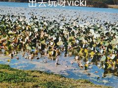 -丁香湖公园