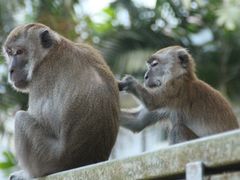 -武吉知马自然保护区