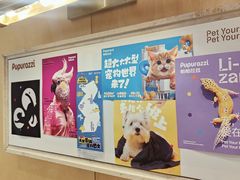 -帕帕拉兹宠物(亚洲旗舰店)