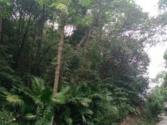 -火炉山森林公园