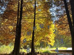 -溱湖国家湿地公园