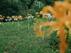 -杭州植物园