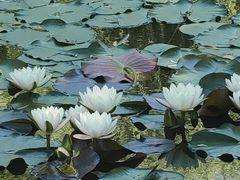 -国家植物园南园