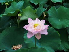 -荷塘月色湿地公园·向阳花洲