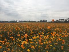-紫颐香薰山谷景区