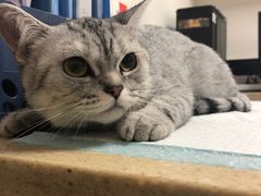 -安安宠医·安宠宠物医院