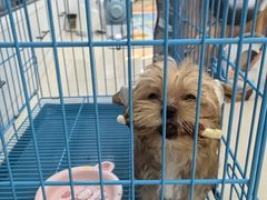 -帕帕拉兹宠物(亚洲旗舰店)