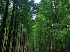 -桤木河湿地公园