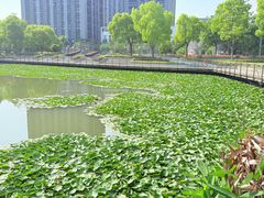 -南翔镇银翔湖公园