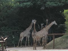 -深圳野生动物园