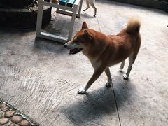 -柴犬高等学院·狗咖·柴犬售卖·宠物训练