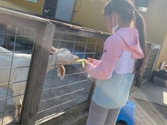 -前小桔亲子创意农场·草莓采摘·露营烧烤