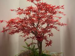 -六花亭居酒屋(永庆坊店)