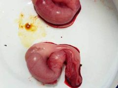 -艾贝尔宠物诊疗