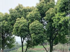 -树山生态村