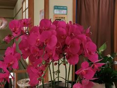 -汤泉良子(金源店)