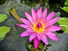 -深圳仙湖植物园