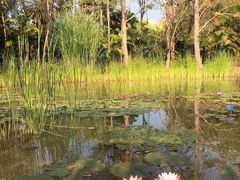 -中国科学院西双版纳热带植物园