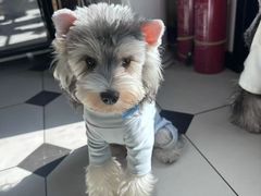 -宠福鑫康馨动物医院·骨科·眼科