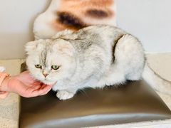 -飞行喵MR PILOT|猫舍·猫咖(静安大融城店)
