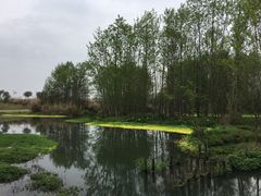 -桤木河湿地公园