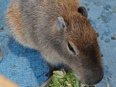-廊坊固安福朋喜来登酒店