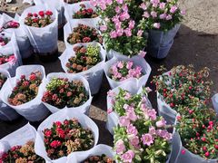 -中环花鸟鱼虫市场