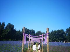 -紫海香堤香草艺术庄园