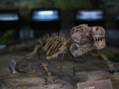 -自贡恐龙博物馆