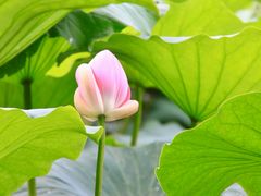 -长春市南湖公园