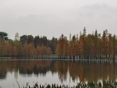 -白鹭湾湿地公园