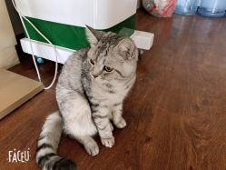-飞梵造型