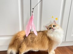 -猫十亿·布偶金渐层·曼基康矮脚猫舍(青年路店)