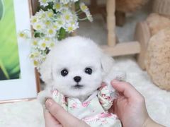 -萌宠之家·腊肠犬·马尔泰·小体犬舍