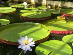 -国家植物园南园