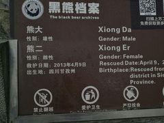 -都江堰中华大熊猫苑