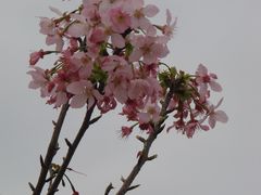 樱花-天适樱花悠乐园