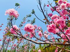 -天适樱花悠乐园