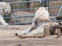 -北京野生动物园
