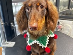 -樱桃家的宠物店(君安花园店)