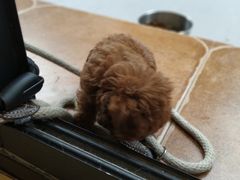 -李小姐の猫咖啡馆(五角场店)