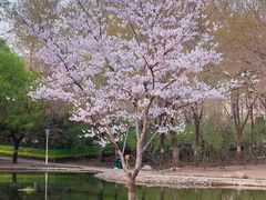 -泰丰公园