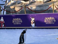 -沈阳奥体冰雪嘉年华