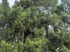 -东天目山风景区