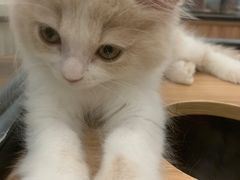 -袖虎·猫馆(体育西路店)