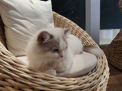 -瞄一喵猫咖(格力海岸店)