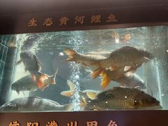 -阿五黄河大鲤鱼(英协路店)