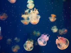 -成都浩海立方海洋公园